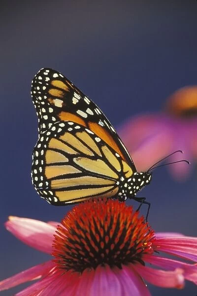 Monarch Butterfly - on purple coneflower. U. S. A. Summer. px306