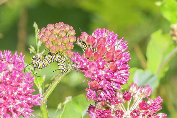 Monarch caterpillar on purple milkweed Date: 11-06-2021
