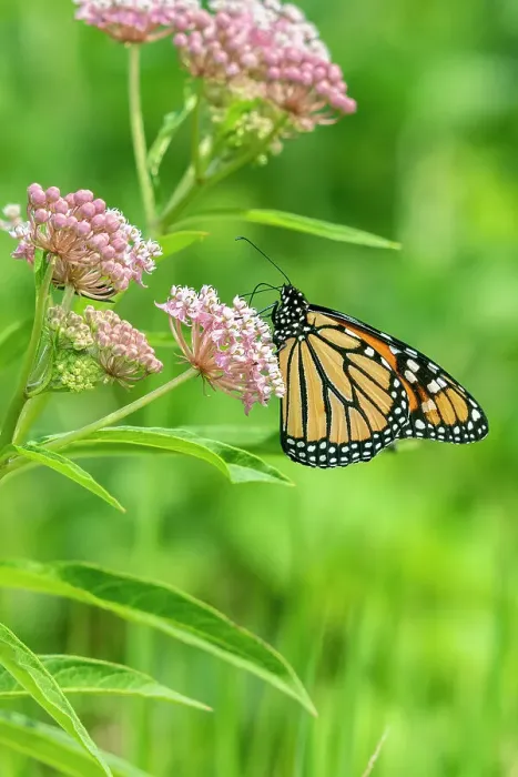 Framed Print : Monarch (Danaus plexippus) on Swamp Milkweed (Asclepias incarnata) Marion County, Illinois. Date: 02-08-2020 Framed Print : Monarch (Danaus plexippus) on Swamp Milkweed (Asclepias incarnata) Marion County, Illinois. Date: 02-08-2020
