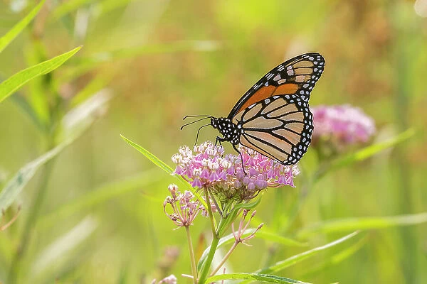 Monarch on swamp milkweed Date: 27-07-2021