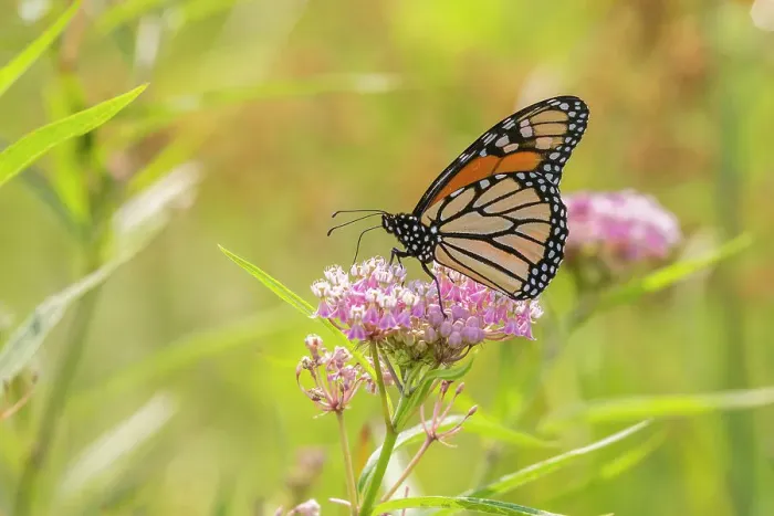 Framed Print : Monarch on swamp milkweed Date: 27-07-2021 Framed Print : Monarch on swamp milkweed Date: 27-07-2021