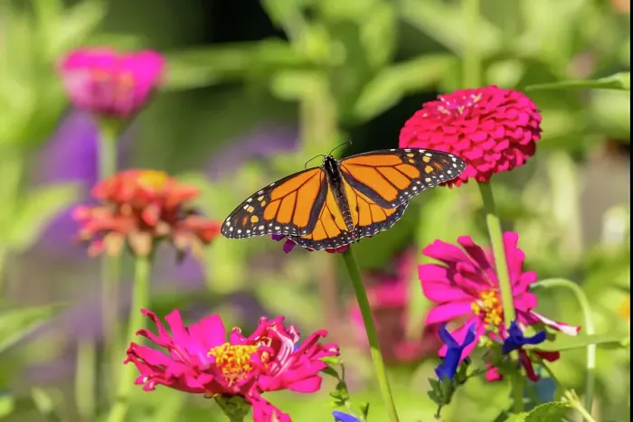 Framed Print : Monarch on zinnia. Date: 05-09-2021