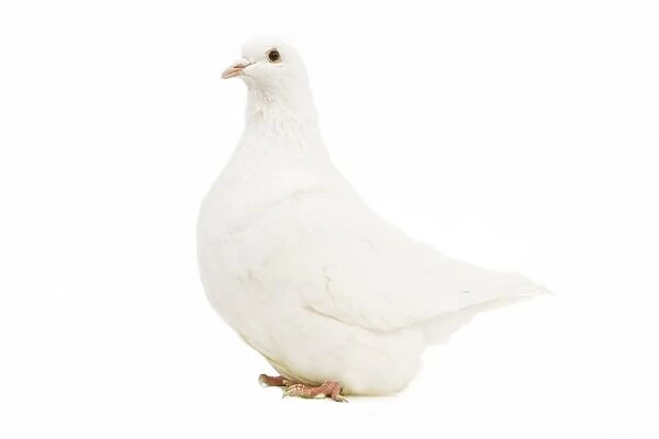 Mondain White Pigeon - in studio