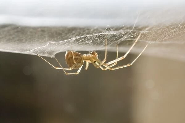 Money Spider - on web on pane of glass - UK