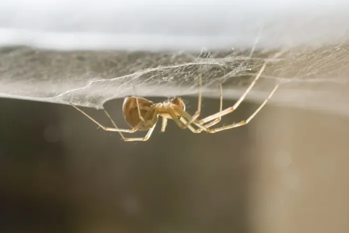 Framed Print : Money Spider - on web on pane of glass - UK Framed Print : Money Spider - on web on pane of glass - UK