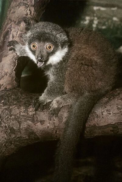 Mongoose Lemur Madagascar