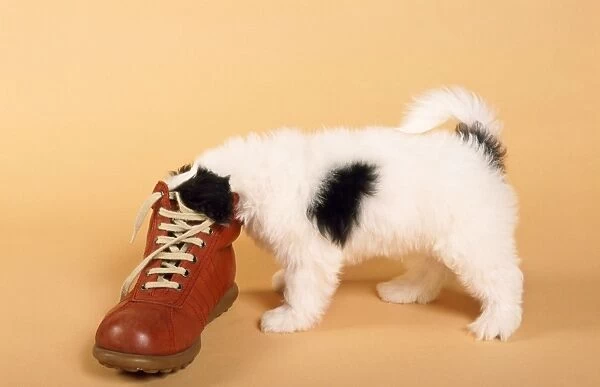 Mongrel Dog - puppy with shoe
