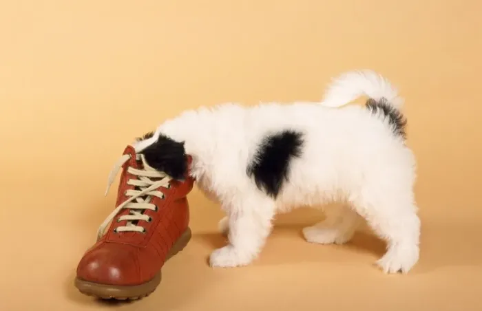 Framed Print : Mongrel Dog - puppy with shoe Framed Print : Mongrel Dog - puppy with shoe