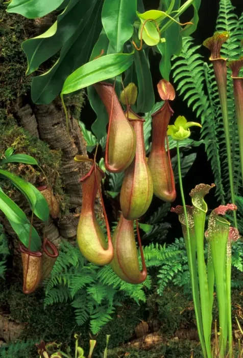 Framed Print : Monkey Cup / Pitcher Plant - Origin North America Picture taken at Chelsea Flower Show, UK Framed Print : Monkey Cup / Pitcher Plant - Origin North America Picture taken at Chelsea Flower Show, UK