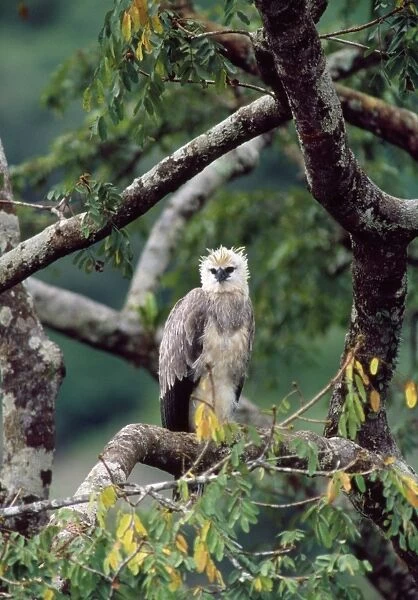 Monkey-eating  /  Philippine Eagle - in tree photographed in the Philippines