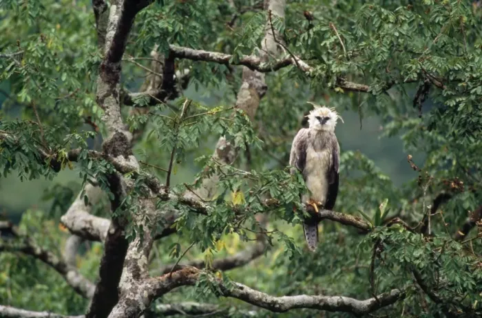 Framed Print : Monkey-eating / Philippine Eagle - in tree photographed in the Philippines Framed Print : Monkey-eating / Philippine Eagle - in tree photographed in the Philippines
