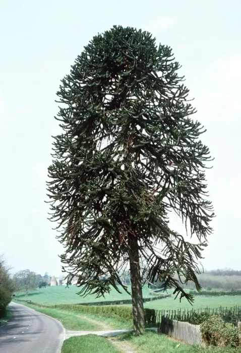 Framed Print : Monkey Puzzle Tree / Chile Pine UK Framed Print : Monkey Puzzle Tree / Chile Pine UK