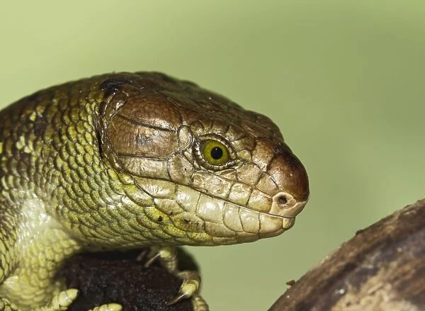 Monkey Tailed Skink  /  Prehensile Tailed Skink - close up - Controlled conditions 15265