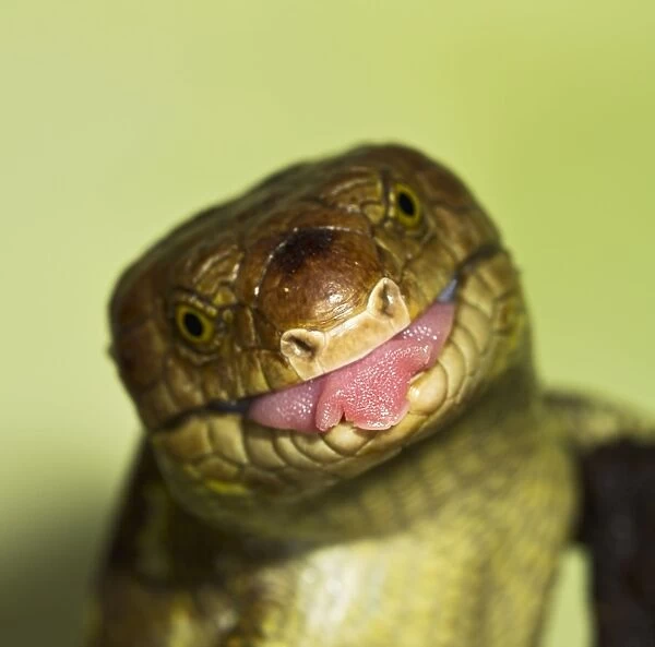Monkey Tailed Skink  /  Prehensile Tailed Skink - close up showing tongue - Controlled conditions 15267