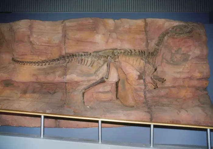 Framed Print : Monolophosaurus Dinosaur Skeleton
