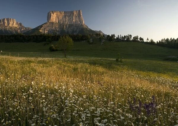 Mont Aiguille at dawn, with hay meadow. Limestone peak in Vercors, east France