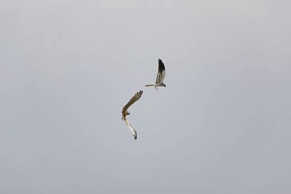 Montagu's Harrier - food pass in flight - sequence 4 of 5 - The male (grey bird) has dropped the food (in this case a bird) to the female below - Whilst the female is looking after their chicks the male will catch the food