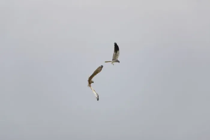 Framed Print : Montagu's Harrier - food pass in flight - sequence 4 of 5 - The male (grey bird) has dropped the food (in this case a bird) to the female below - Whilst the female is looking after their chicks the male will catch the food Framed Print : Montagu's Harrier - food pass in flight - sequence 4 of 5 - The male (grey bird) has dropped the food (in this case a bird) to the female below - Whilst the female is looking after their chicks the male will catch the food