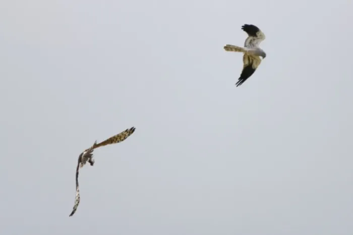 Framed Print : Montagu's Harrier - food pass in flight - sequence 5 of 5 - The male (grey bird) has dropped the food (in this case a bird) to the female below - Whilst the female is looking after their chicks the male will catch the food Framed Print : Montagu's Harrier - food pass in flight - sequence 5 of 5 - The male (grey bird) has dropped the food (in this case a bird) to the female below - Whilst the female is looking after their chicks the male will catch the food