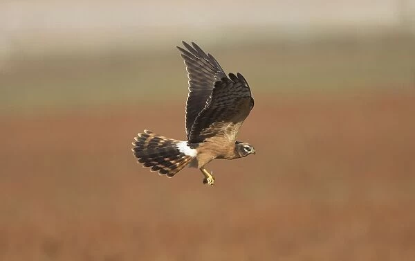 Montagu's Harrier - juvenile in flight - with a dragonfly - La Janda Andalucia Spain - September