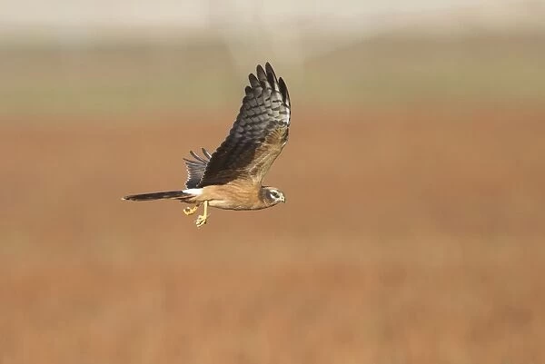 Montagu's Harrier - juvenile in flight - with a dragonfly - La Janda Andalucia Spain - September