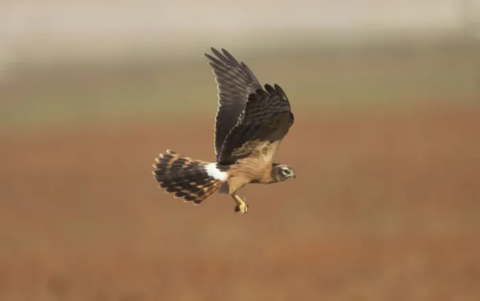 Framed Print : Montagu's Harrier - juvenile in flight - with a dragonfly - La Janda Andalucia Spain - September Framed Print : Montagu's Harrier - juvenile in flight - with a dragonfly - La Janda Andalucia Spain - September