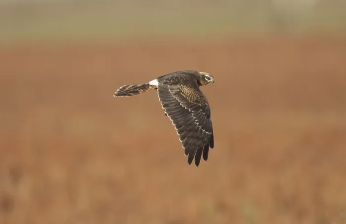 Framed Print : Montagu's Harrier - juvenile in flight - hunting - La Janda Andalucia Spain - September Framed Print : Montagu's Harrier - juvenile in flight - hunting - La Janda Andalucia Spain - September