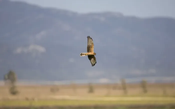 Framed Print : Montagu's Harrier - juvenile hunting - September - La Janda Spain Framed Print : Montagu's Harrier - juvenile hunting - September - La Janda Spain
