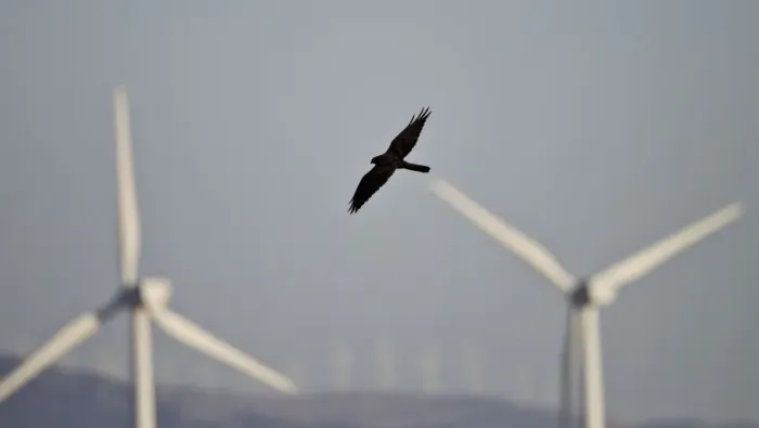 Framed Print : Montagu's Harrier - melanistic - hunting for food amongst wind turbines - Tarifa - Andalucia - Spain - September Framed Print : Montagu's Harrier - melanistic - hunting for food amongst wind turbines - Tarifa - Andalucia - Spain - September