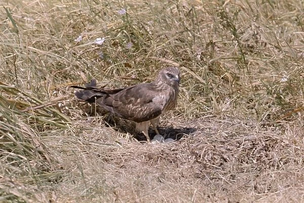 Montagu's Harrier - at nest with eggs