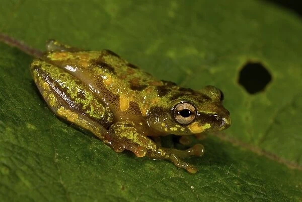 Montane Reed Frog - adult male - Nyungwe - Rwanda - Africa