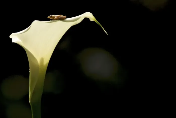 Framed Print : Montane Reed Frog - on Arum Lily - adult male - Nyungwe - Rwanda - Africa Framed Print : Montane Reed Frog - on Arum Lily - adult male - Nyungwe - Rwanda - Africa