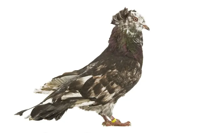 Framed Print : Montauban Pigeon Framed Print : Montauban Pigeon