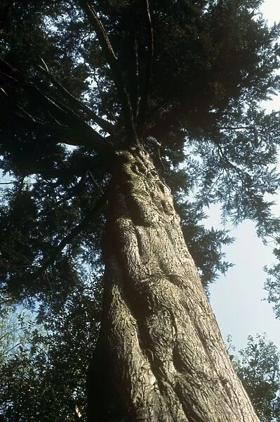 Montery Cypress Tree
