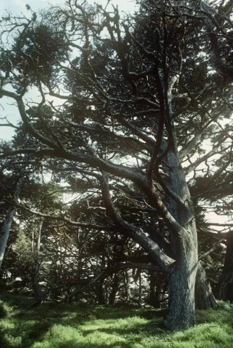 Framed Print : Montery Cypress Tree - Point Lobos State Reserve - California - USA Framed Print : Montery Cypress Tree - Point Lobos State Reserve - California - USA