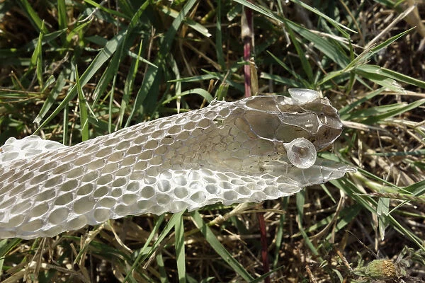Montpellier snake, Malpolon monspessulanus, moulting