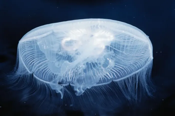 Framed Print : Moon / Common Jellyfish Distribution: Worldwide temperate Seas Framed Print : Moon / Common Jellyfish Distribution: Worldwide temperate Seas