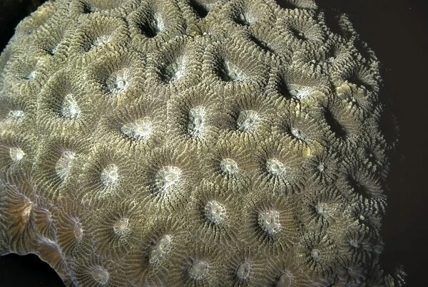 Moon Coral - tropical Indo-Pacific