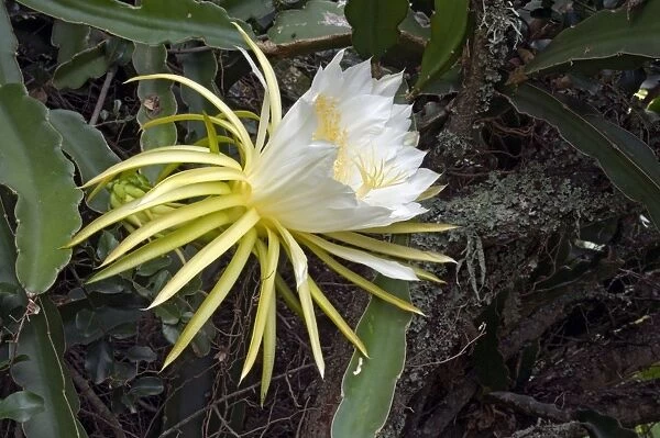 Moon Flower  /  Night-blooming Cereus  /  Pitaya  /  Dragonfruit  /  Strawberry Pear  /  Queen of the Night blossom. Native to West Indies, Central America and southern Mexico. Widely cultivated. Grahamstown, Eastern Cape, South Africa