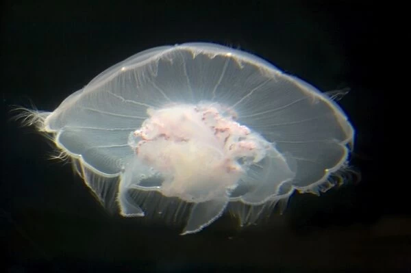 Moon Jelly IN000173