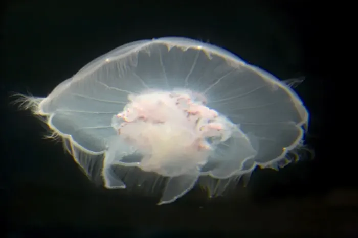 Framed Print : Moon Jelly IN000173 Framed Print : Moon Jelly IN000173