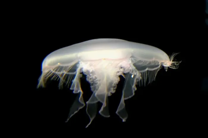 Framed Print : Moon Jelly IN000174 Framed Print : Moon Jelly IN000174