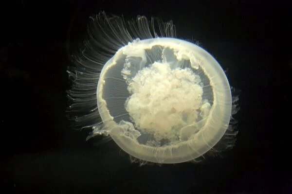 Moon Jelly IN000180