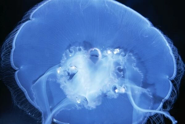 Moon Jellyfish KEL 499 Worldwide in Temperate Seas Aurelia aurita © Ken Lucas  /  ARDEA LONDON