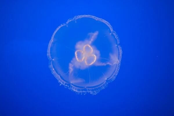 Moon Jellyfish - Monterey Bay Aquarium - CA - *Captive