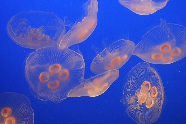 Moon Jellyfish. Vancouver aquarium. Canada