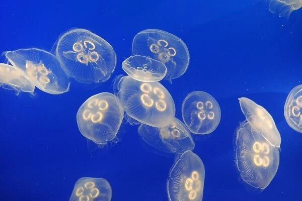 Moon Jellyfish. Vancouver Aquarium - Canada