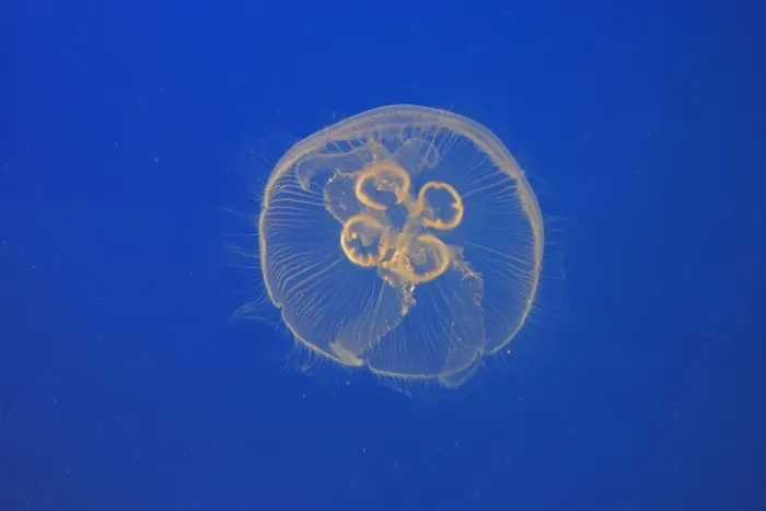 Framed Print : Moon Jellyfish. Vancouver Aquarium - Canada Framed Print : Moon Jellyfish. Vancouver Aquarium - Canada