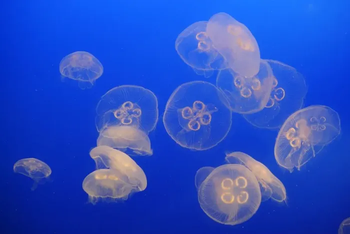 Framed Print : Moon Jellyfish. Vancouver - Canada Framed Print : Moon Jellyfish. Vancouver - Canada