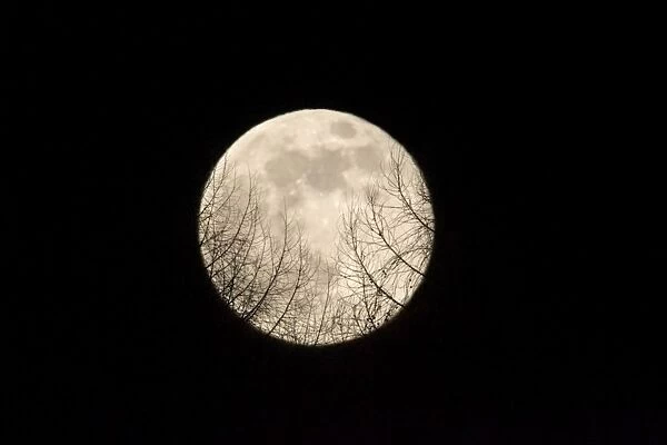 Full Moon - Raising over a forest Lower Saxony, Germany